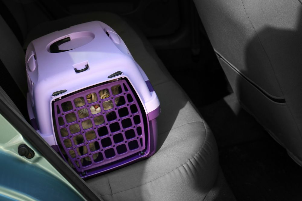 ¿Cómo podemos ayudar a que tu gato sea el perfecto compañero de viaje?