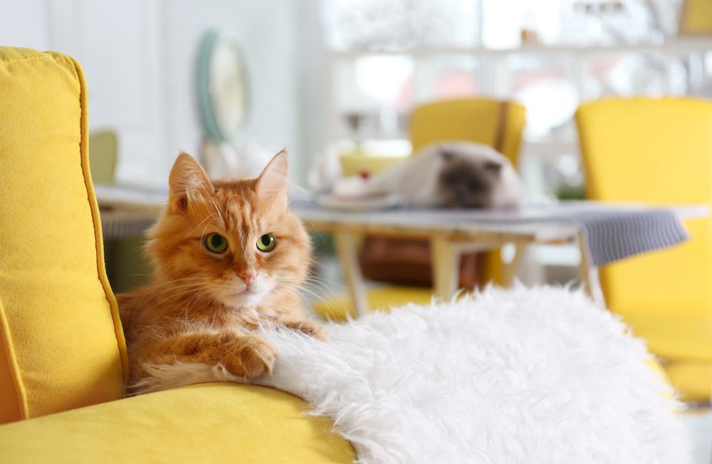 4 Consejos para que tu gato deje de arañar los muebles