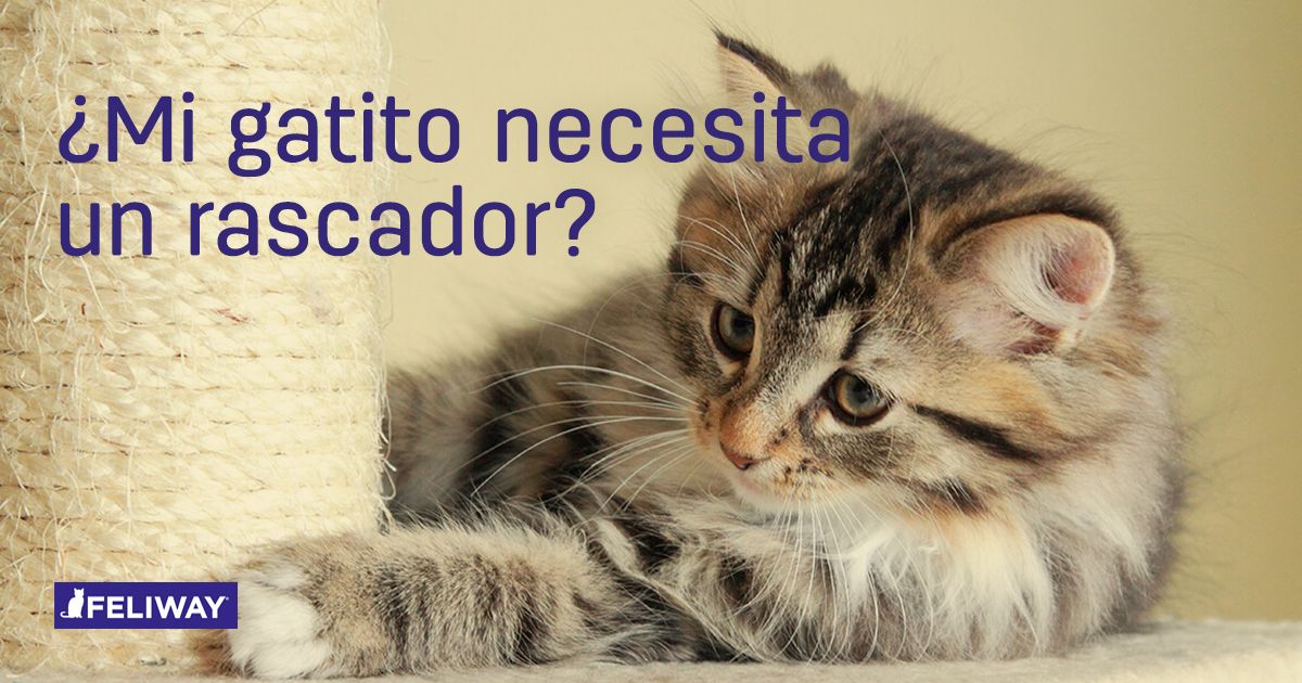 Mi gatito necesita un rascador