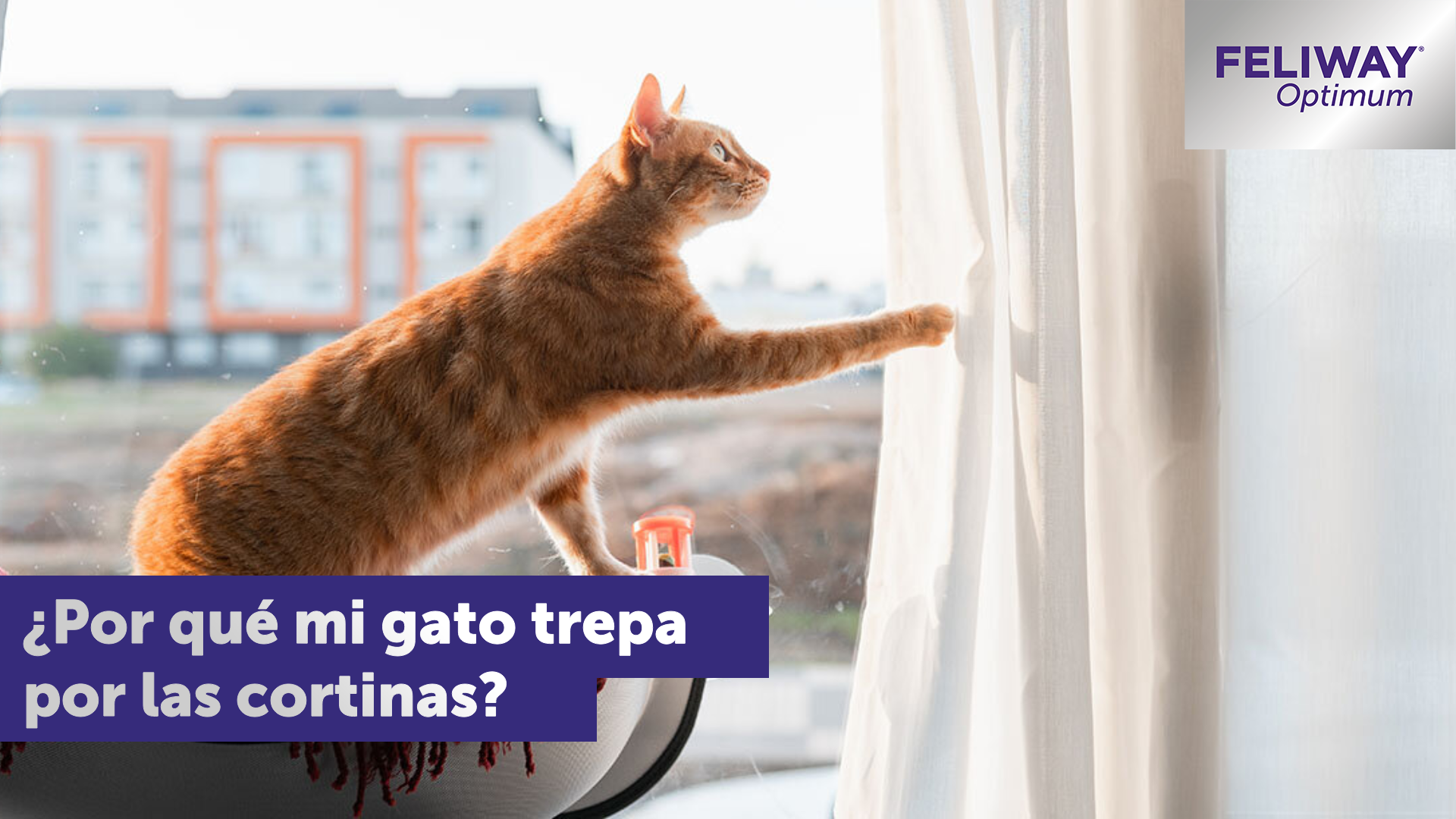 ¿Por qué mi gato trepa por las cortinas?