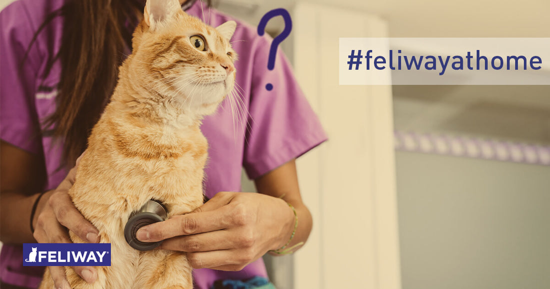 Cambiando la rutina: 3 consejos para ayudar a tu gato a adaptarse