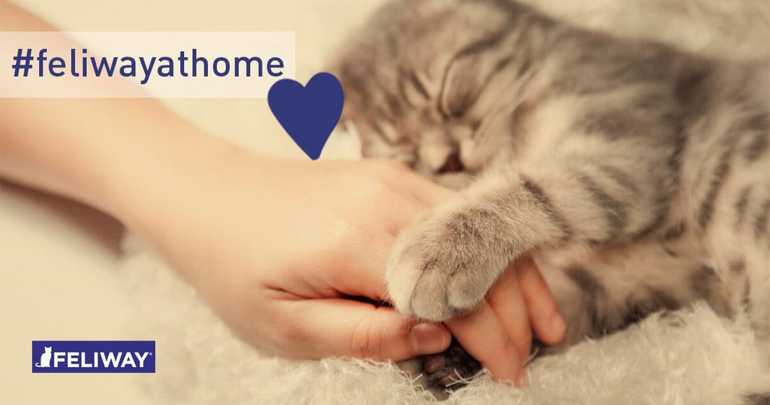 Coronavirus: ¿Pueden mis gatos infectarse o propagar el virus?
