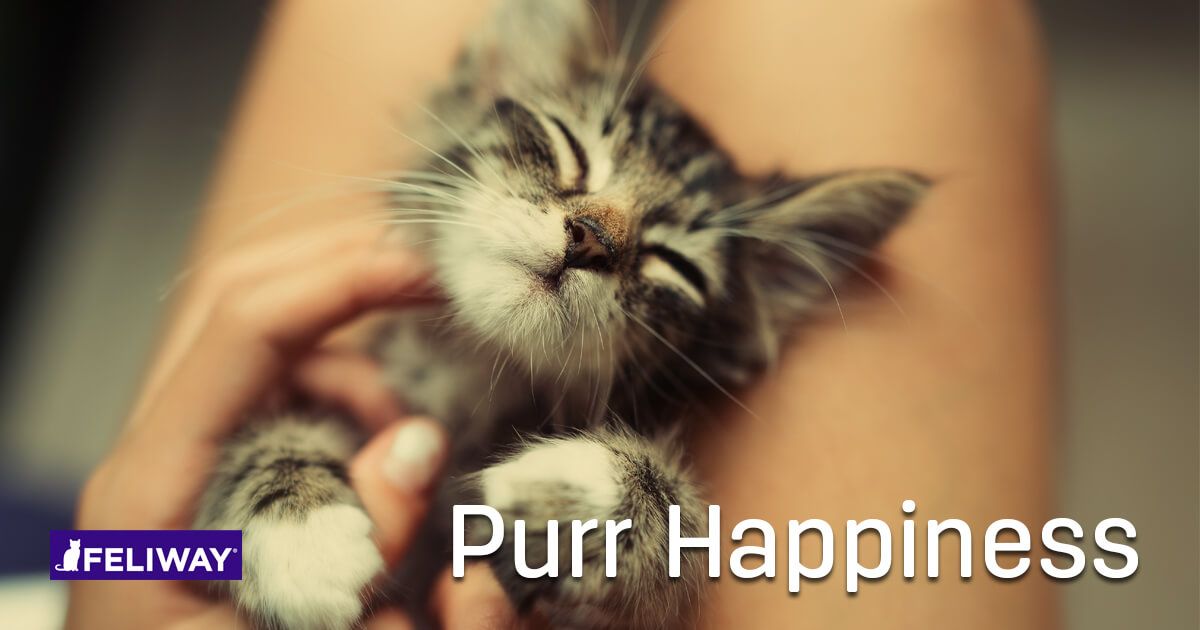 4 consejos para dar la bienvenida a un gatito