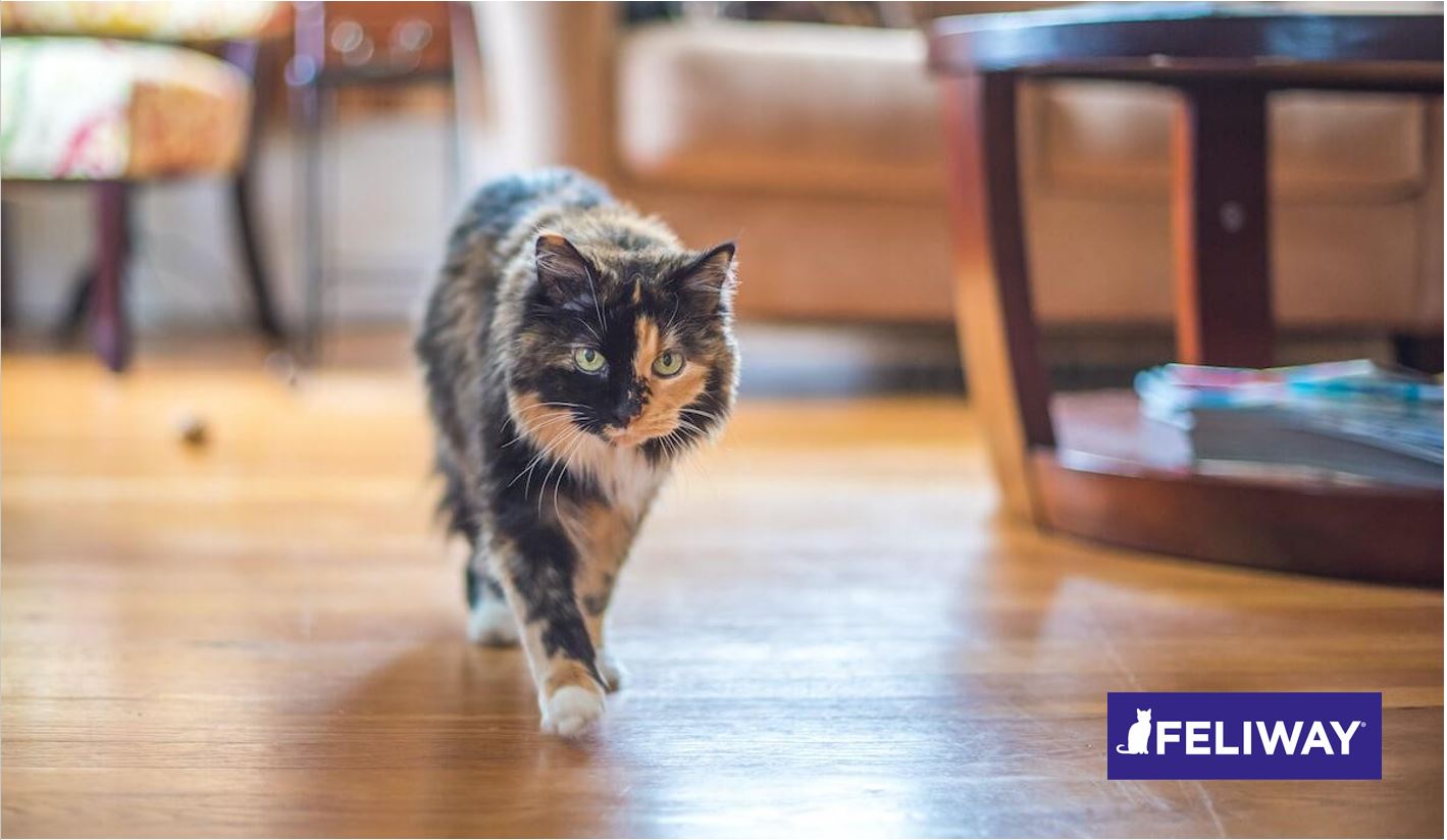 El punto de vista de un gato: Gatos independientes