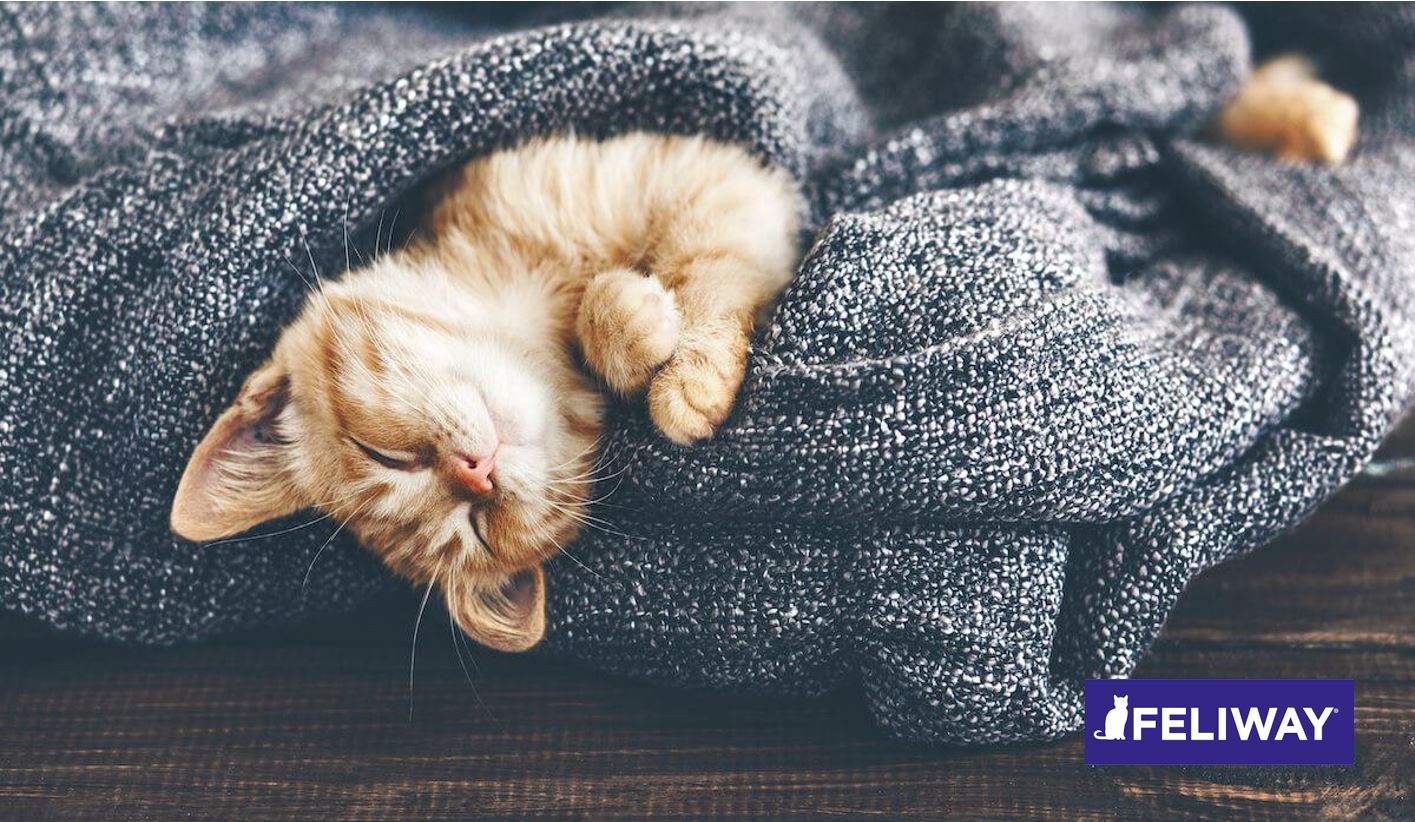 ¿Por qué mi gato duerme tanto?