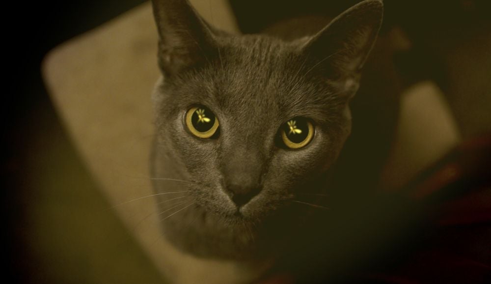 Qué hacer si mi gato tiene miedo a los ruidos fuertes y petardos