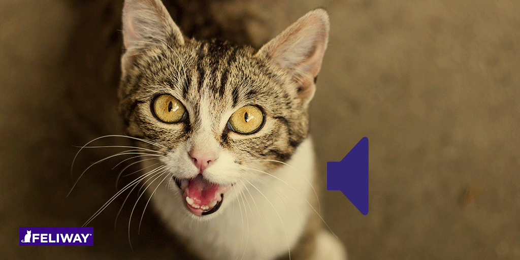 Tenemos que hablar - ¿Qué significa que tu gato maúlle mucho?
