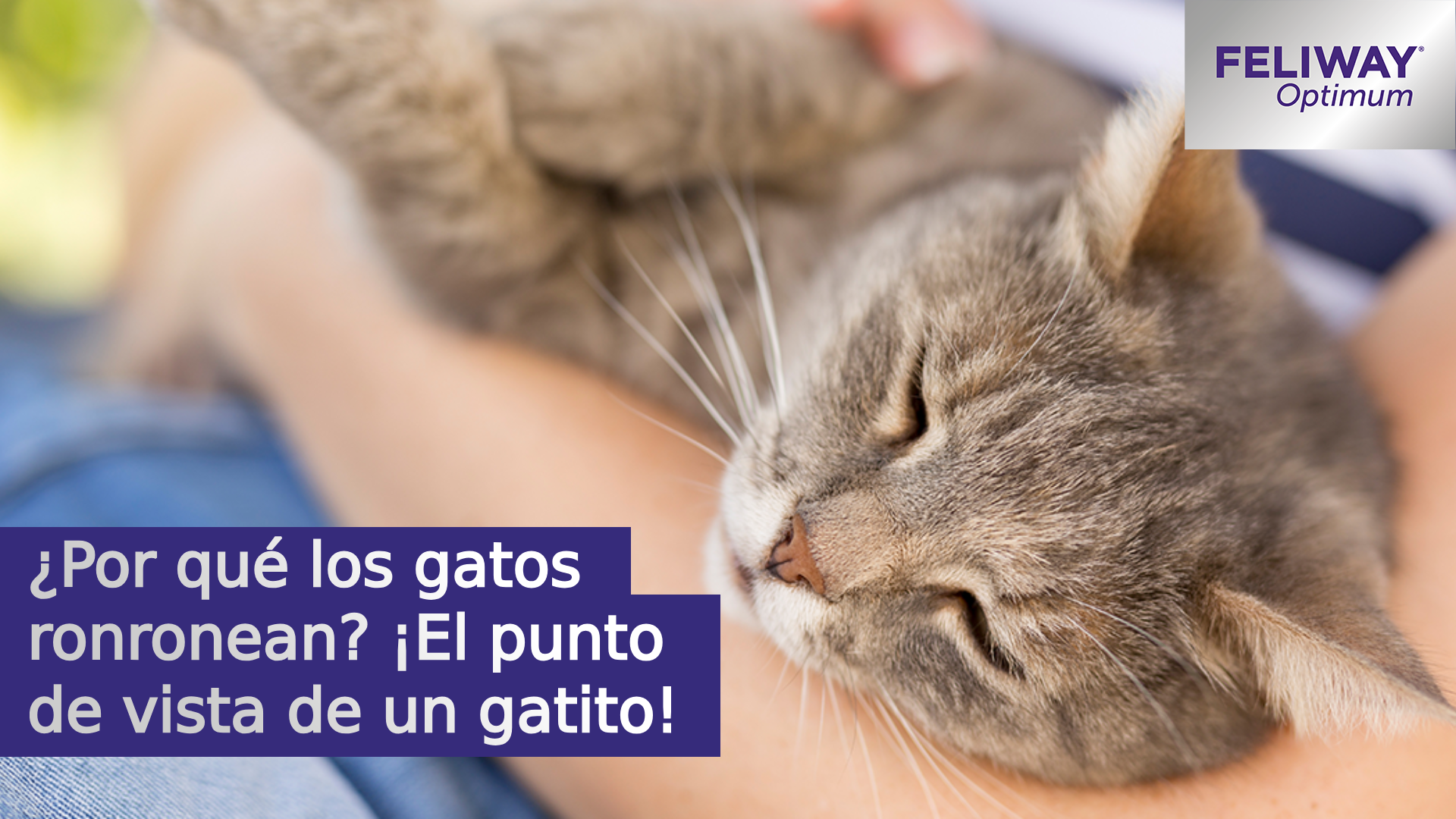 ¿Por qué los gatos ronronean? ¡El punto de vista de un gatito!