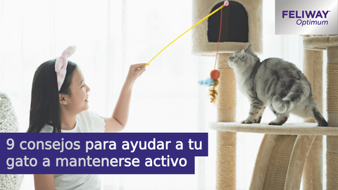 9 consejos para ayudar a tu gato a mantenerse activo