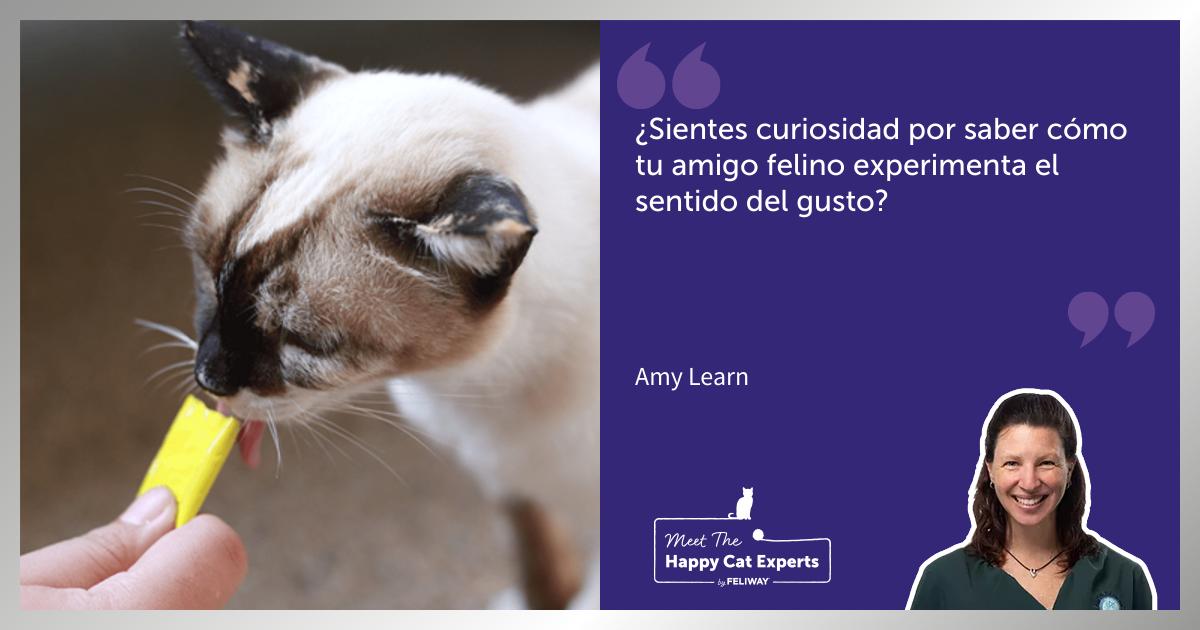 Cómo experimentan los gatos el sentido del gusto