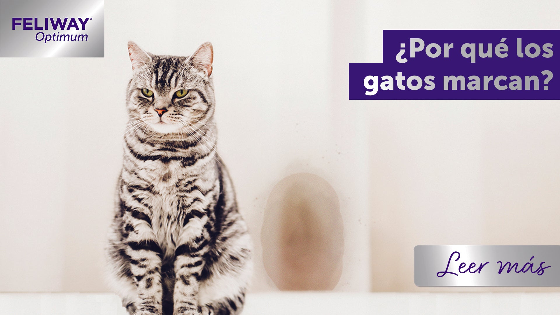 ¿Por qué los gatos hacen pis fuera de su arenero?