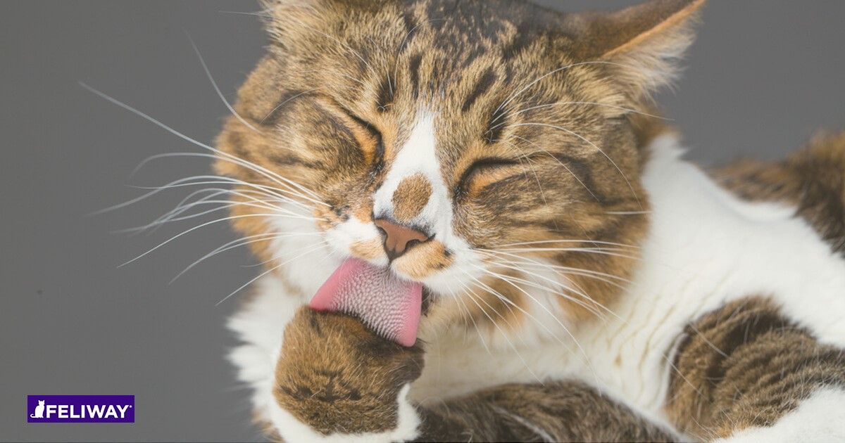 Aseo felino: ¿Por qué se lamen los gatos?