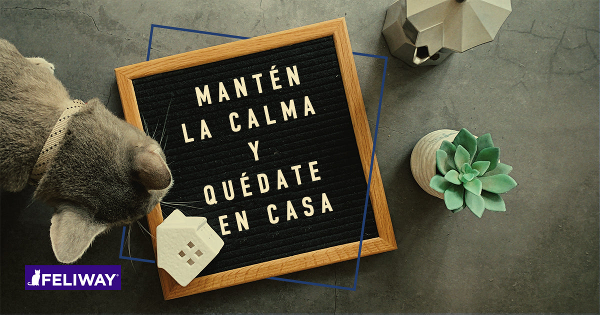 Encuesta: Los gatos y el confinamiento