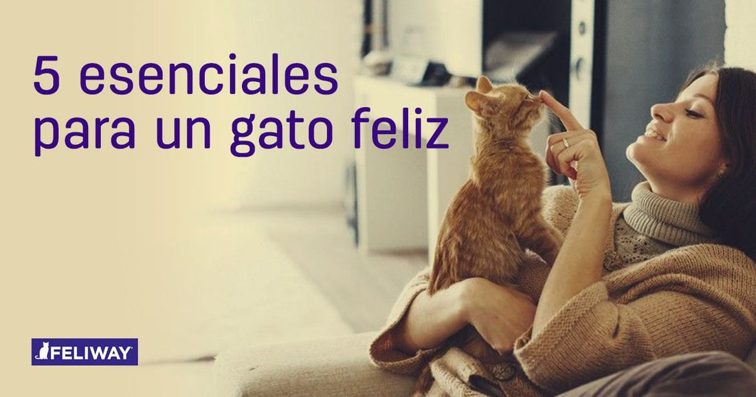 Los 5 imprescindibles para un gato casero feliz