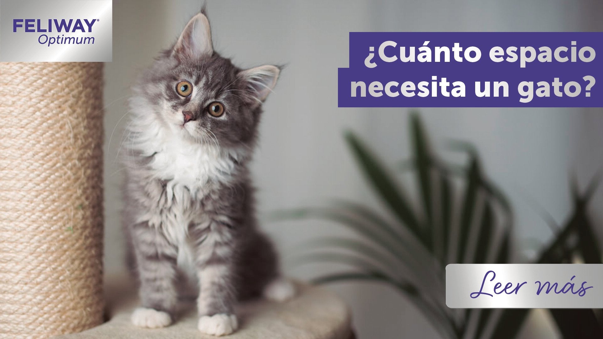 ¿Cuánto espacio necesita un gato?
