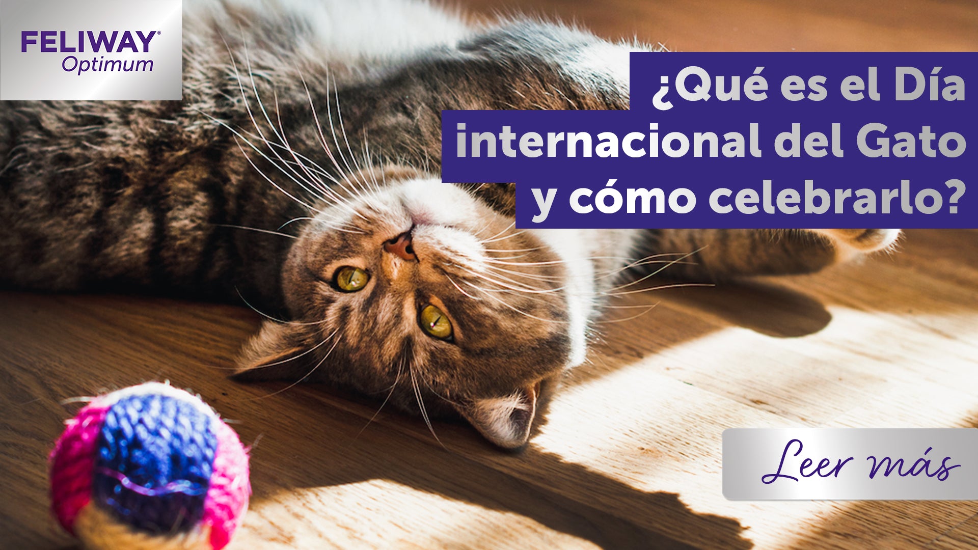 ¿Qué es el Día Internacional del Gato y cómo celebrarlo?