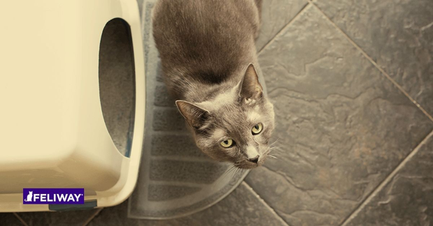 ¡Ayuda! ¡Mi gato hace pipí en todos lados!