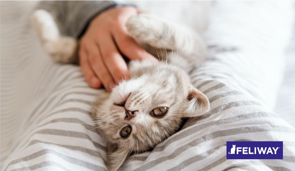 ¡Los beneficios de un gato feliz y en calma! ¿Conoce las señales?