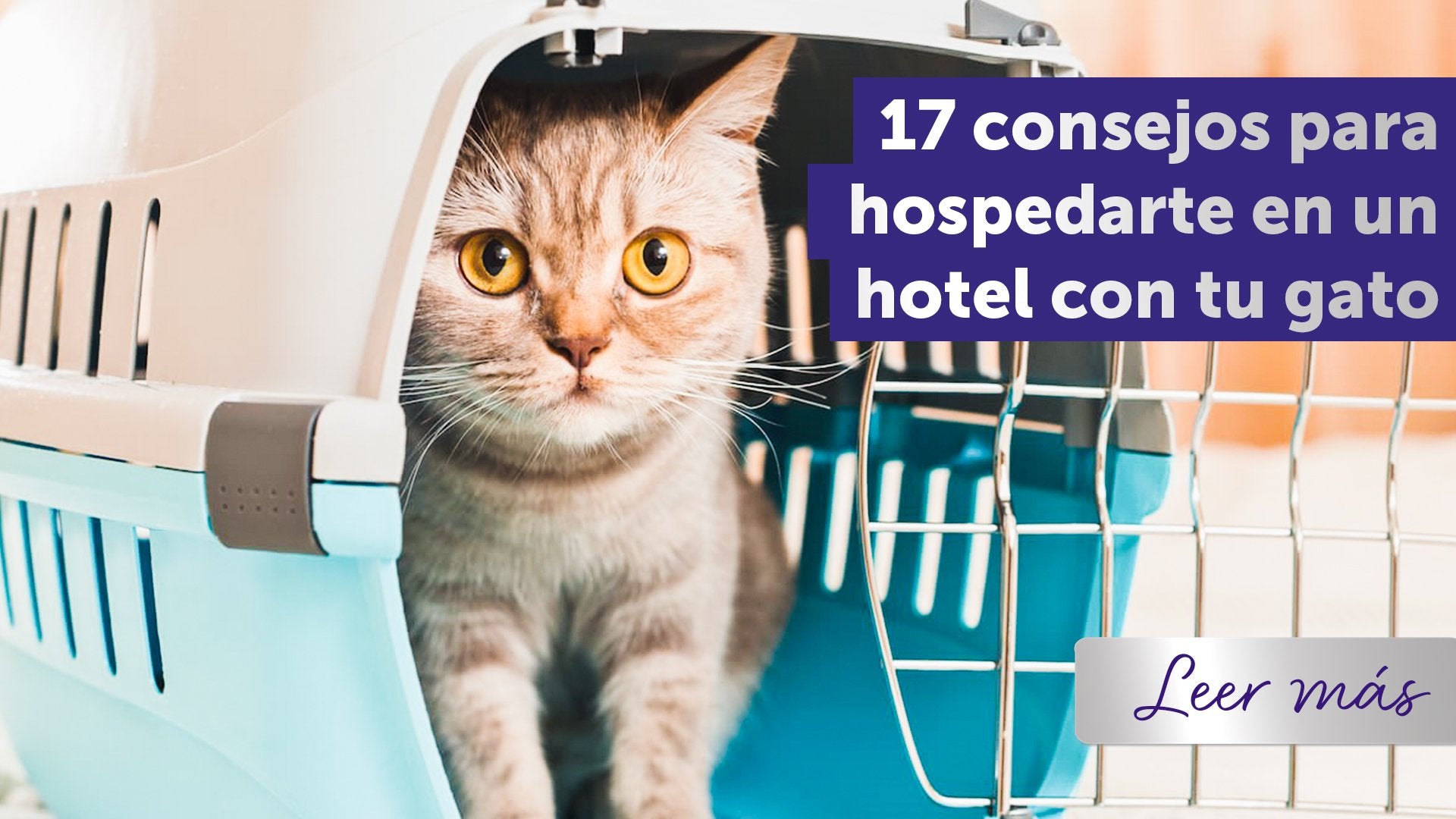 Viajar con tu gato: 17 consideraciones para estancias en hoteles
