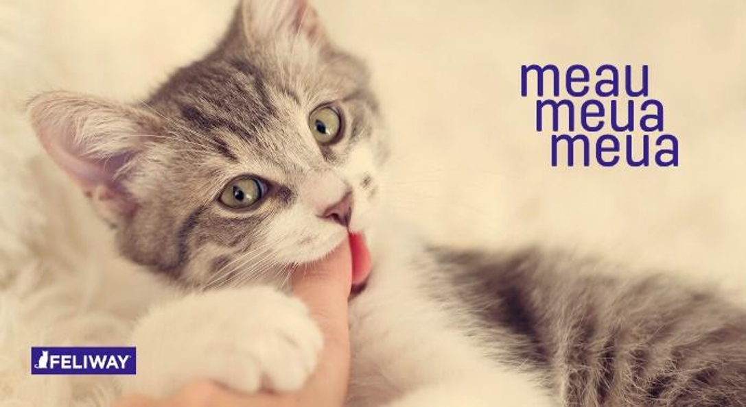 8 maneras de que tu gato deje de morder y arañar