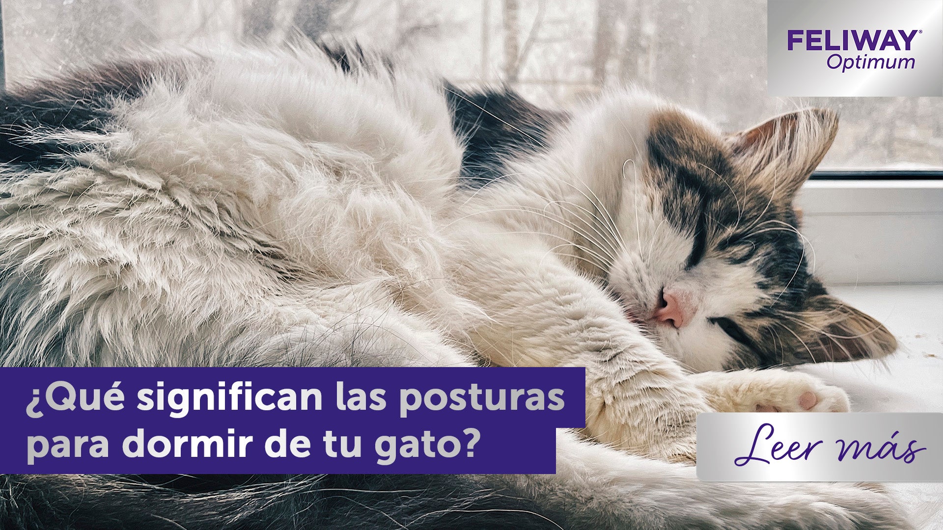 ¿Qué significan las posturas para dormir de tu gato?