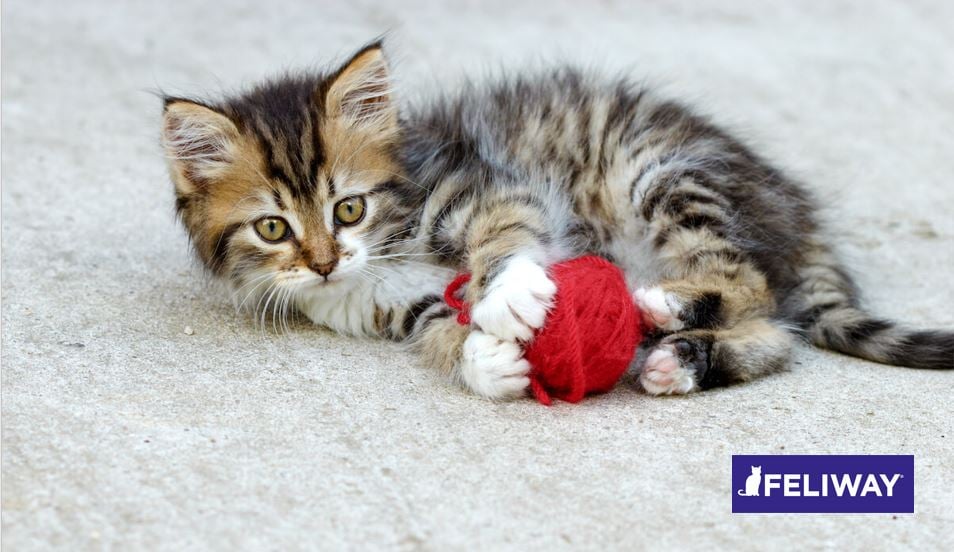 Travesuras de gatos adolescentes ¿Está mi gato en los terribles "Dos"?