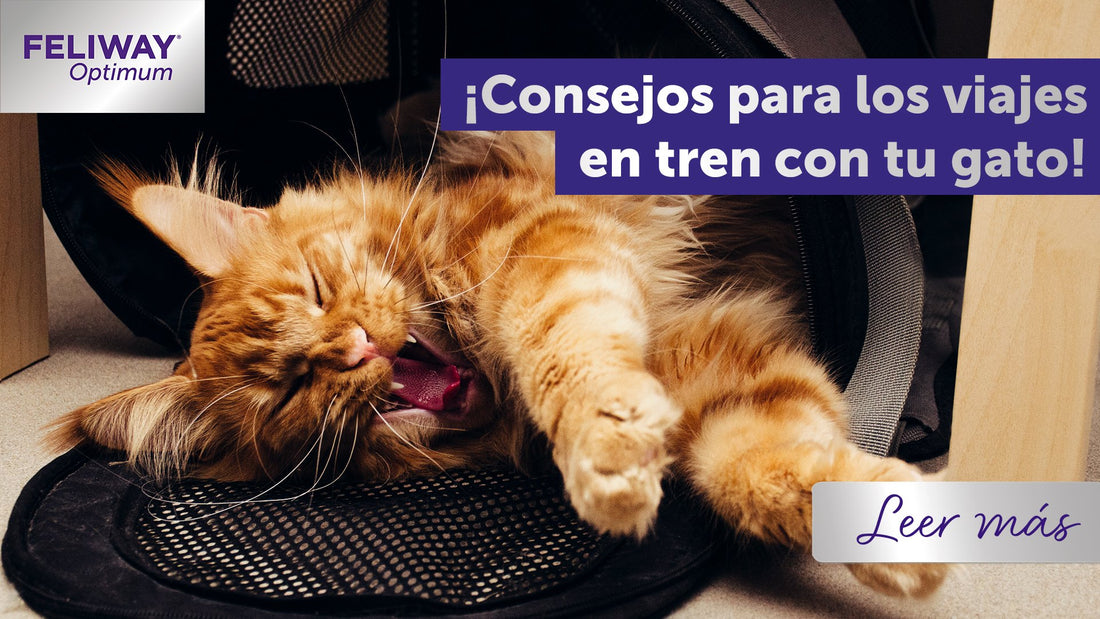 4 consejos para viajar en tren con tu gato