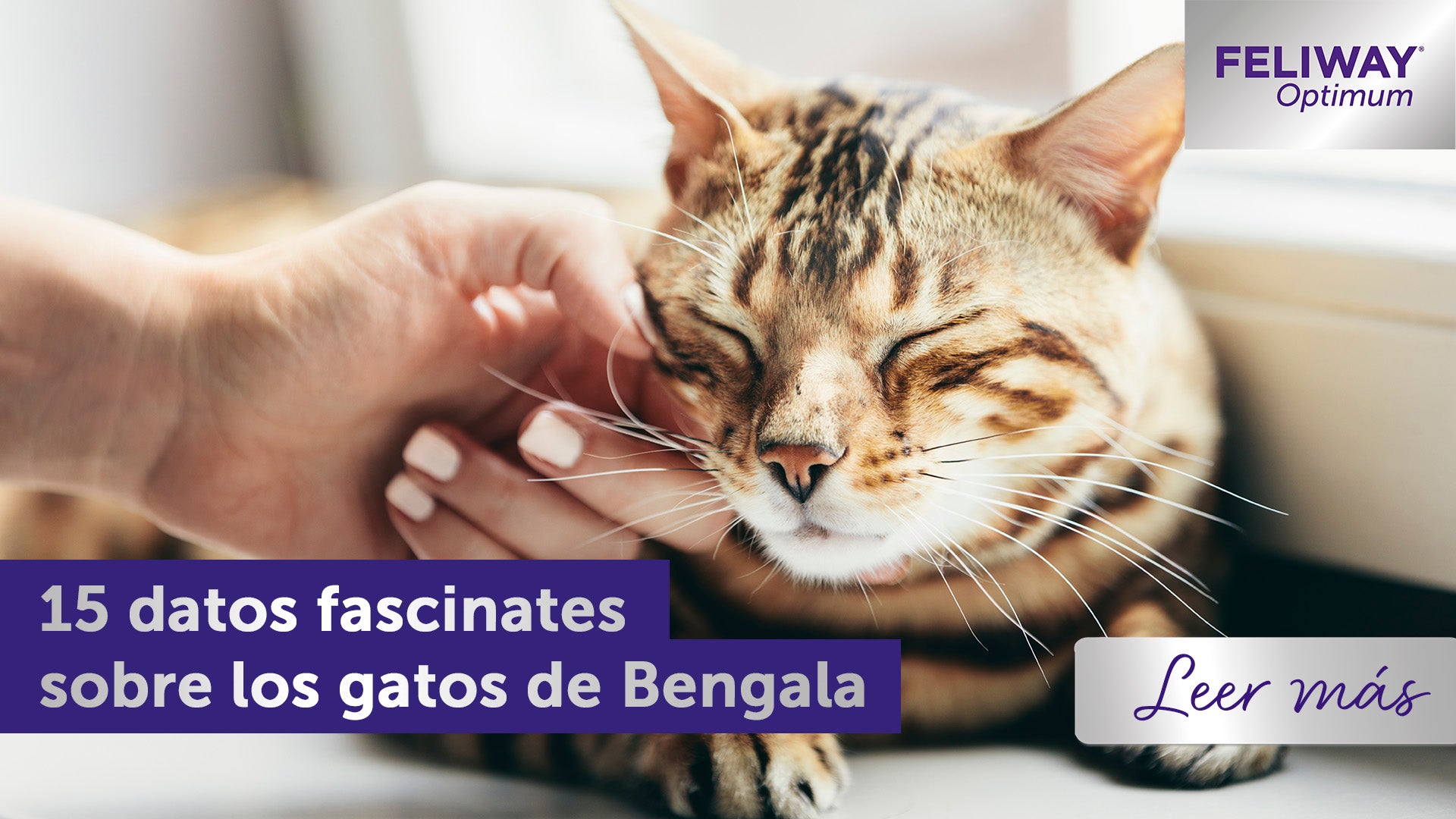 15 Datos Fascinantes Sobre Los Gatos De Bengala