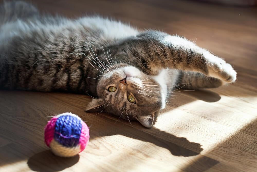 Descubre los mejores juguetes para gatos activos
