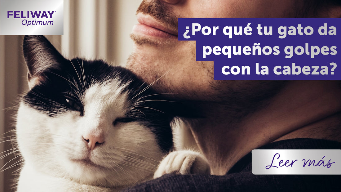 El punto de vista de un gato: Por qué da golpecitos con su cabeza