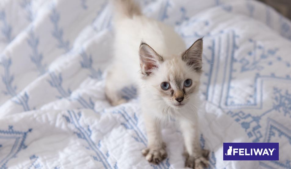 Curiosidades felinas: ¿Por qué amasan los gatos?