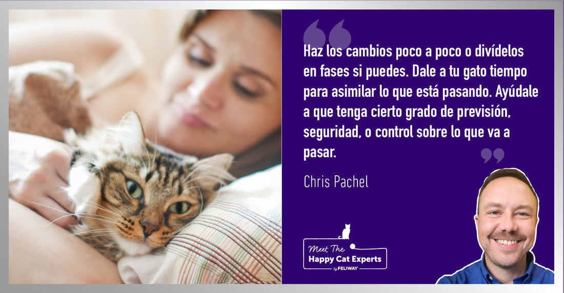 Cómo ayudar a tu gato a adaptarse a nuevos entornos