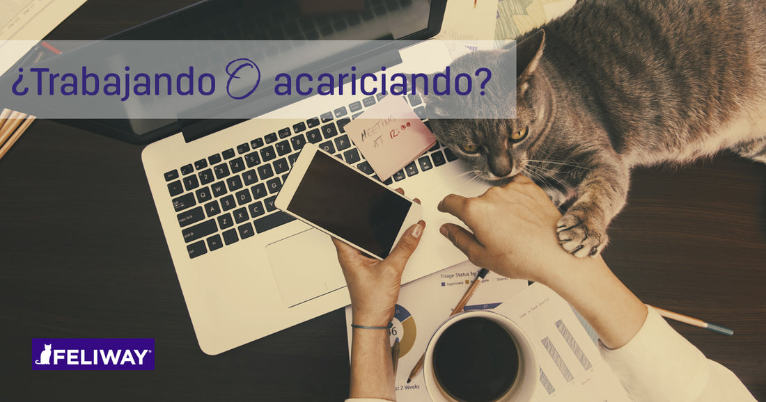 ¿Cómo mantenerte productivo en casa junto a tu gato?