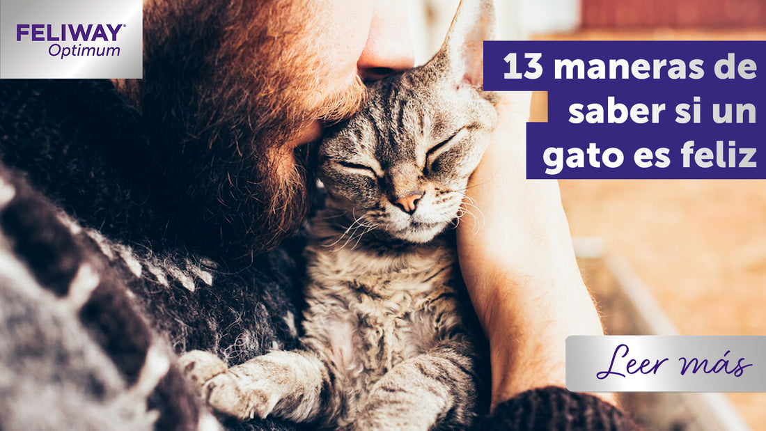 13 maneras de saber que un gato es feliz