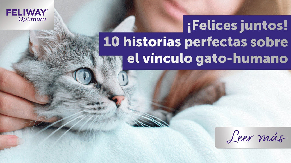 ¡Felices juntos! 10 historias perfectas sobre el vínculo gato-humano
