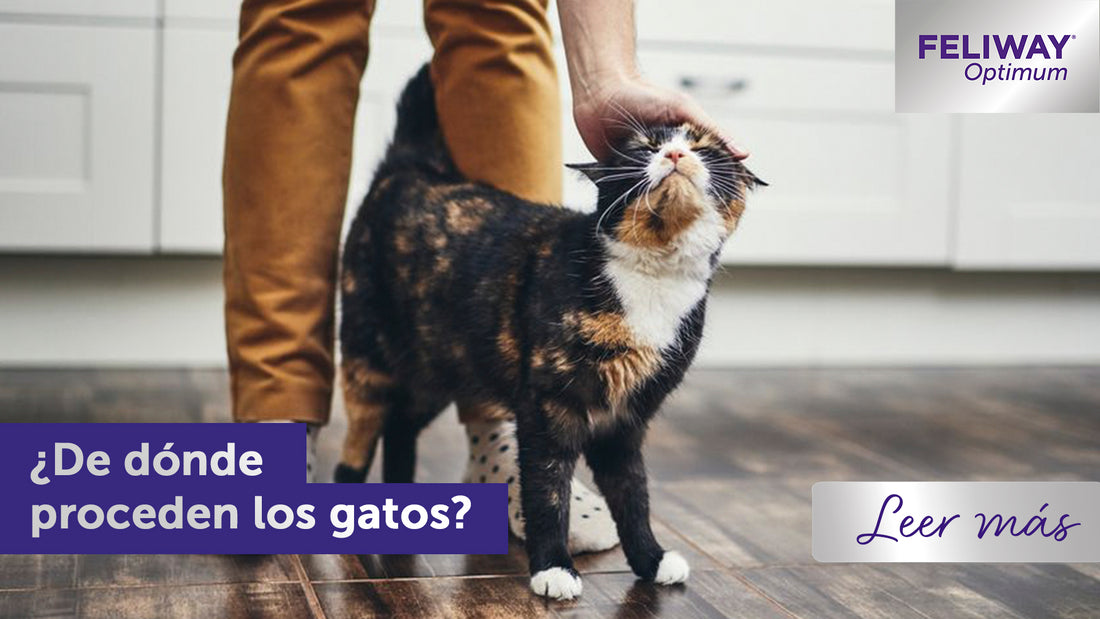 ¿De dónde vienen los gatos?
