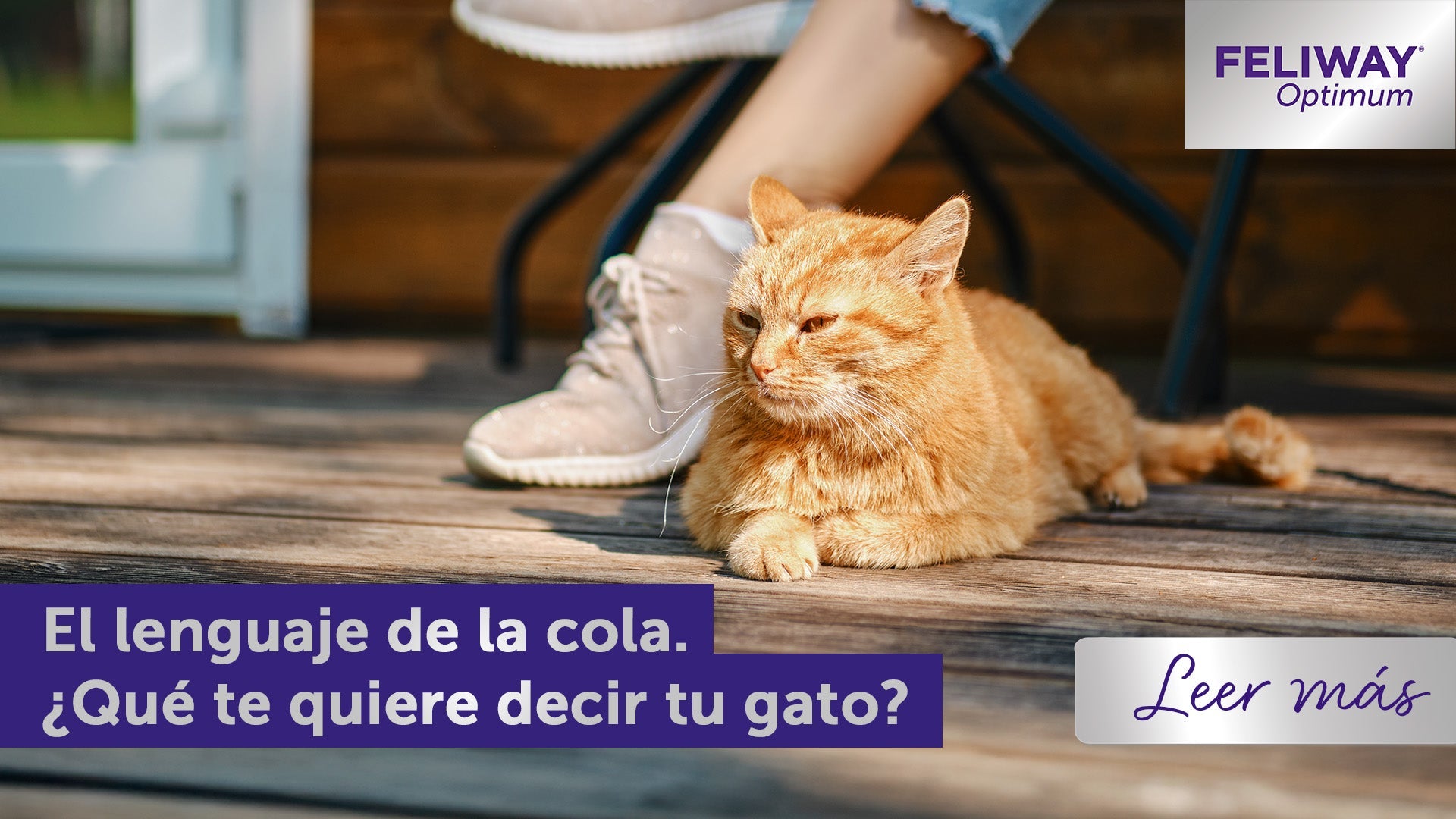 Lenguaje de la cola gatuna: ¿Qué te está diciendo la cola de tu gato?