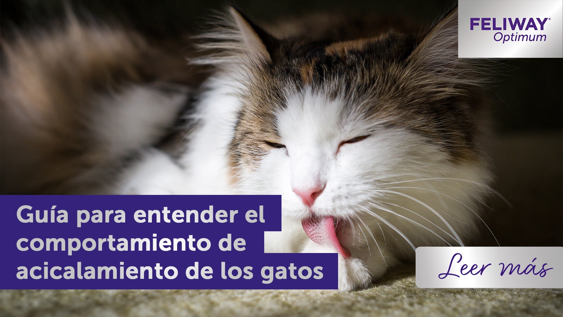 Guía para entender el comportamiento de acicalamiento de los gatos