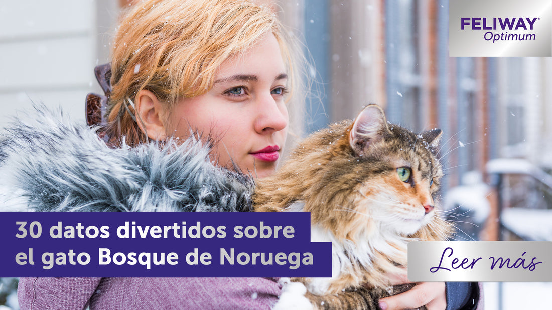 30 datos divertidos sobre el gato Bosque de Noruega
