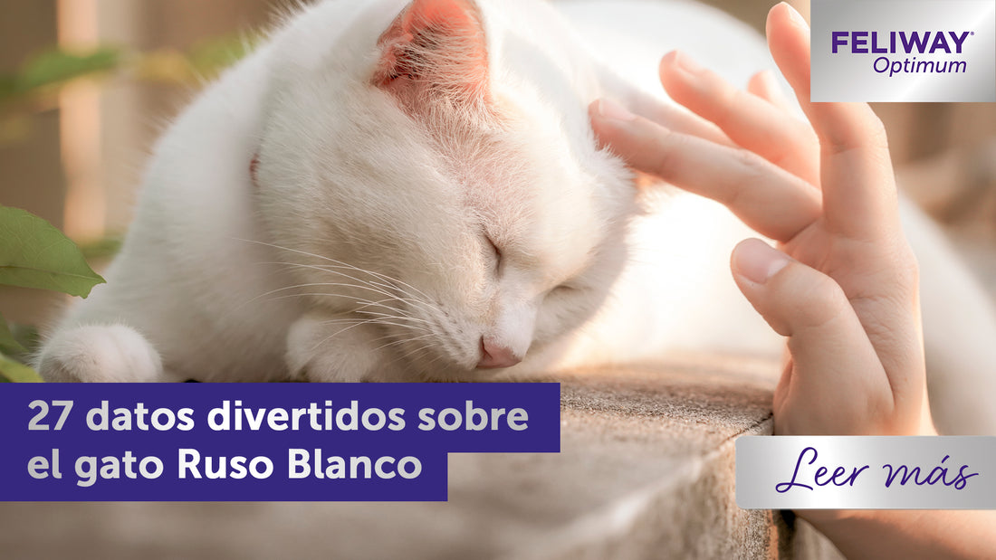 ¡27 datos sobre los gatos Blancos Rusos!