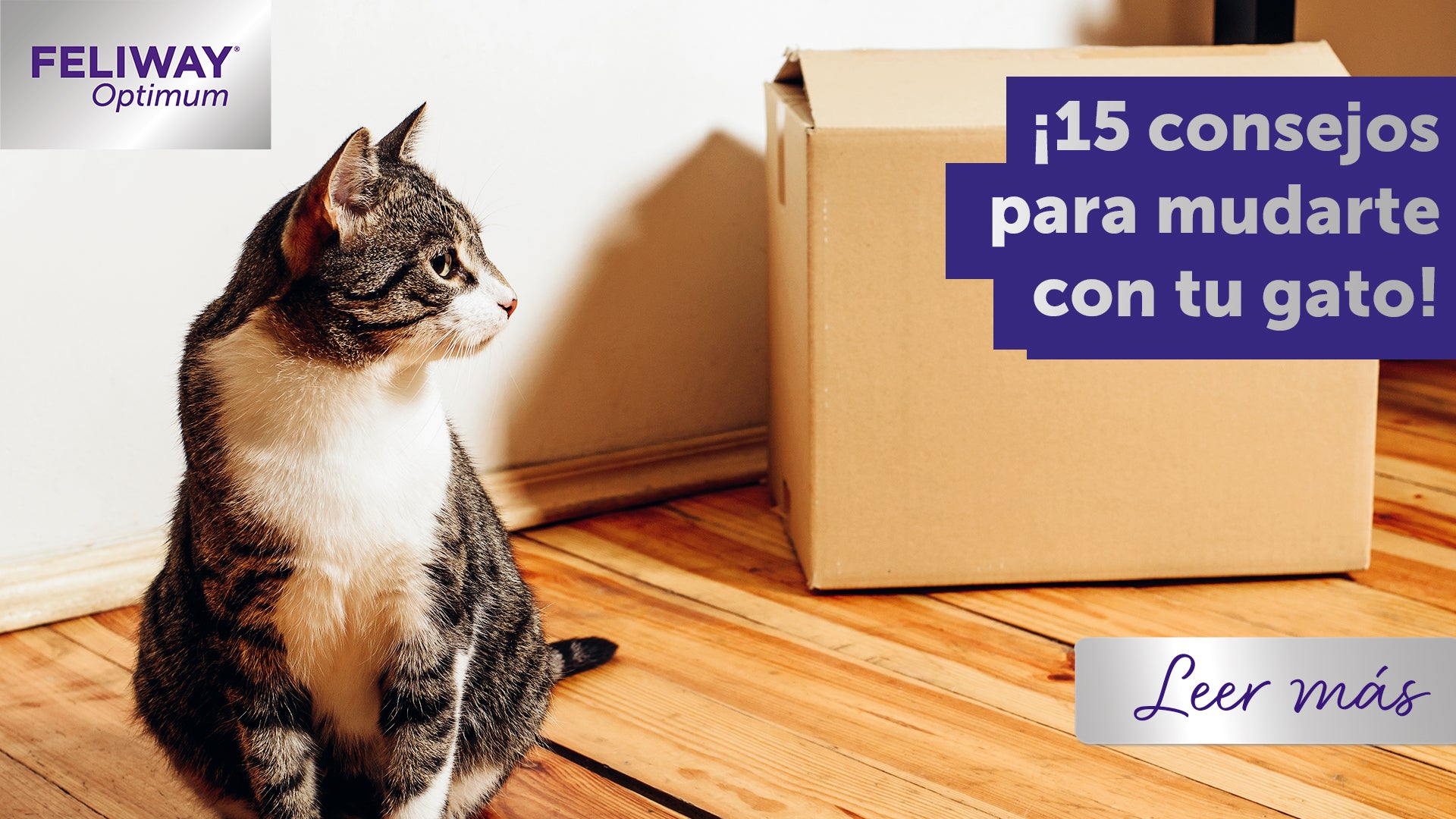 Cómo mudarte con tu gato: 15 consejos
