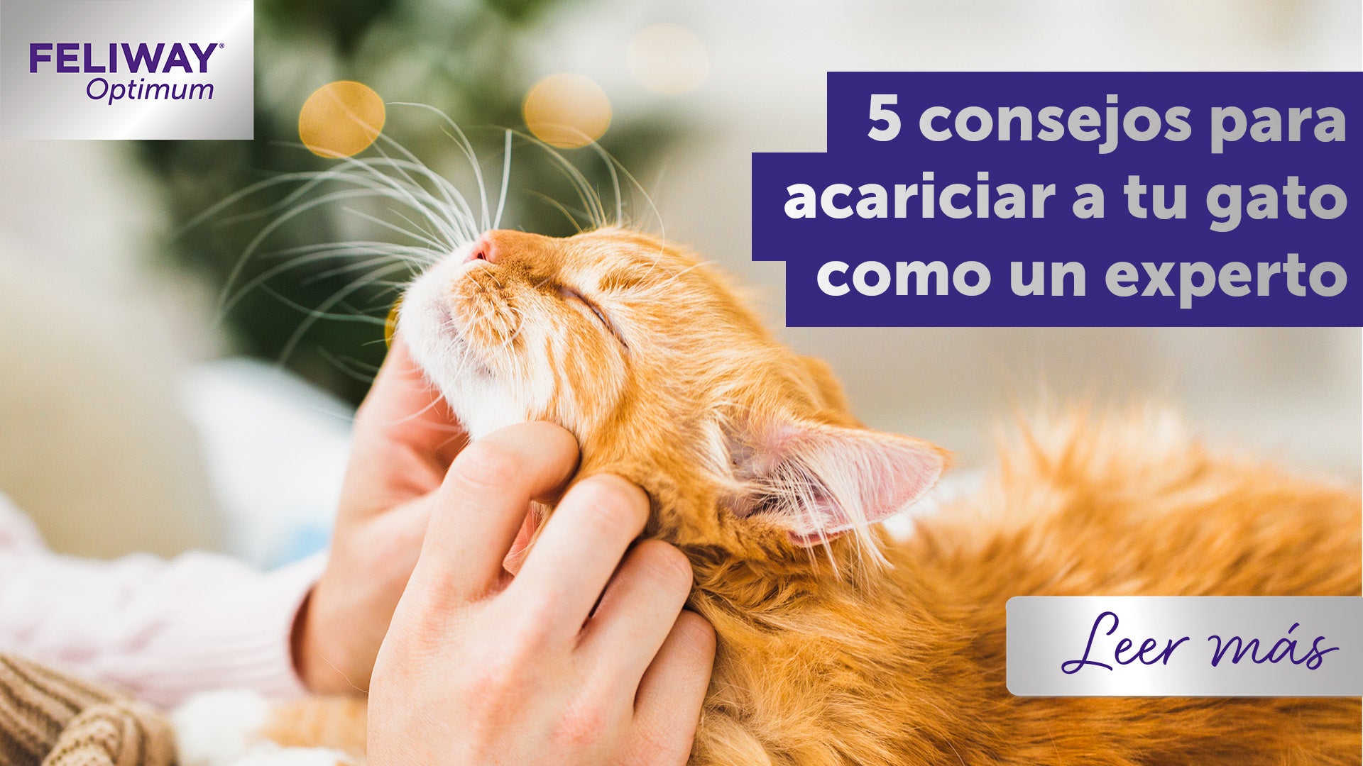 5 consejos para acariciar a tu gato como un experto
