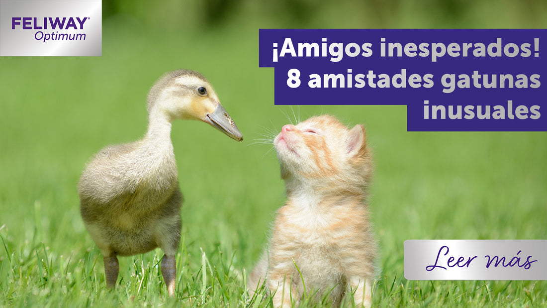 ¡Amigos inesperados! ¡8 amistades de los gatitos que te sorprenderán!