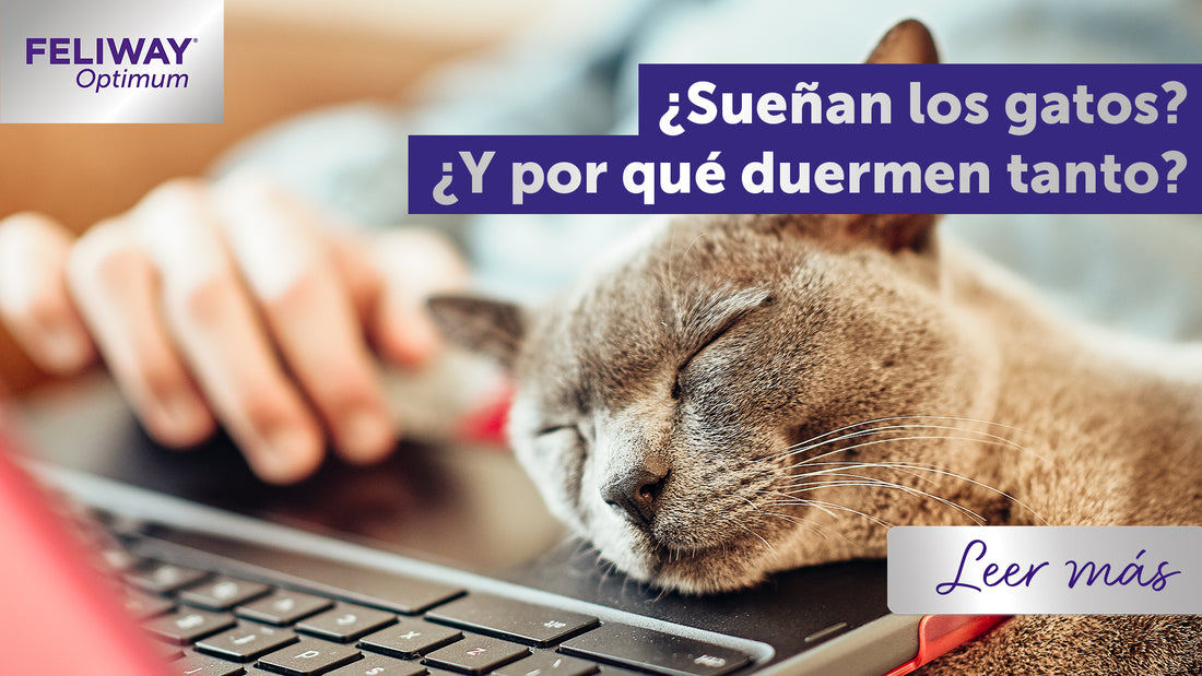 ¿Los gatos sueñan? ¿Por qué duermen tanto?