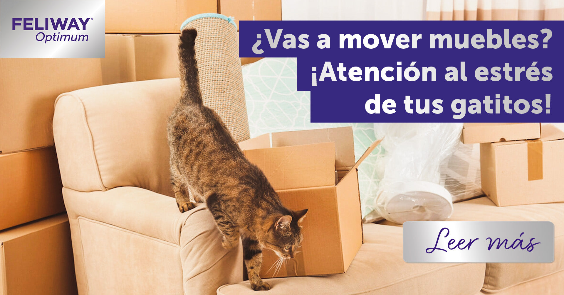 ¿Vas a redecorar tu casa? ¡Cuidado con el estrés de tus gatitos!