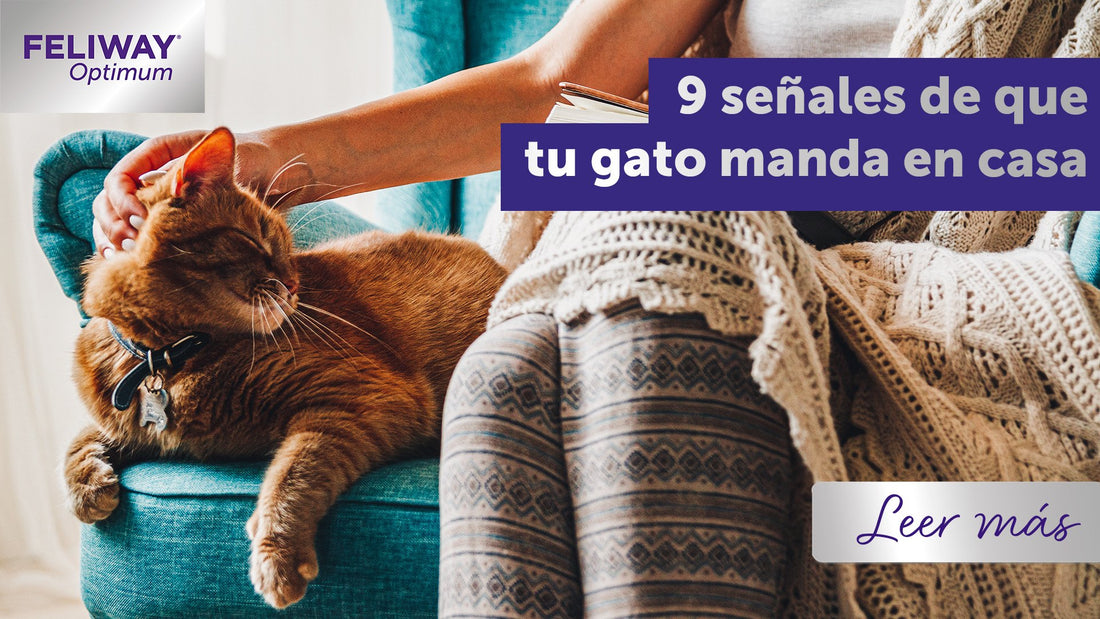 9 señales de que es tu gato el que manda en casa