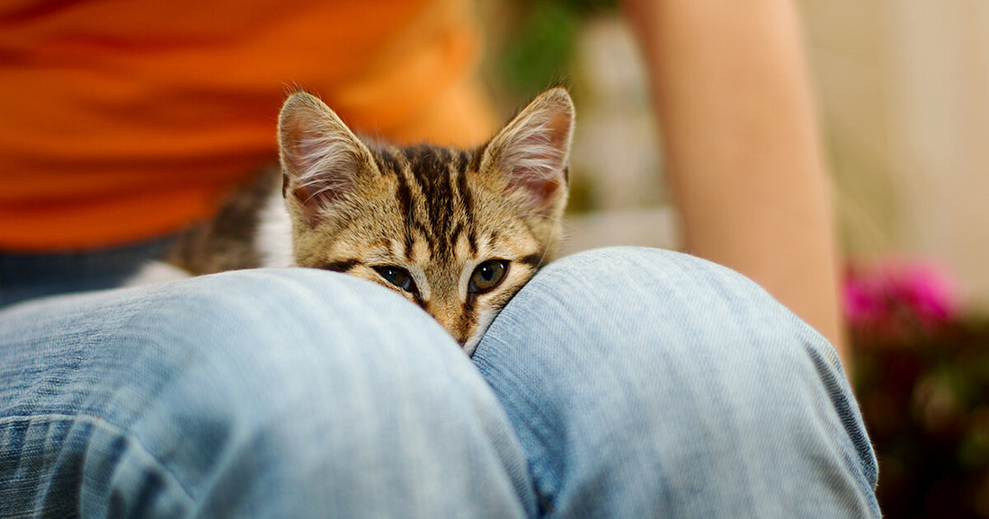 Cómo hacer que tu gato se acurruque en tu regazo: 9 consejos