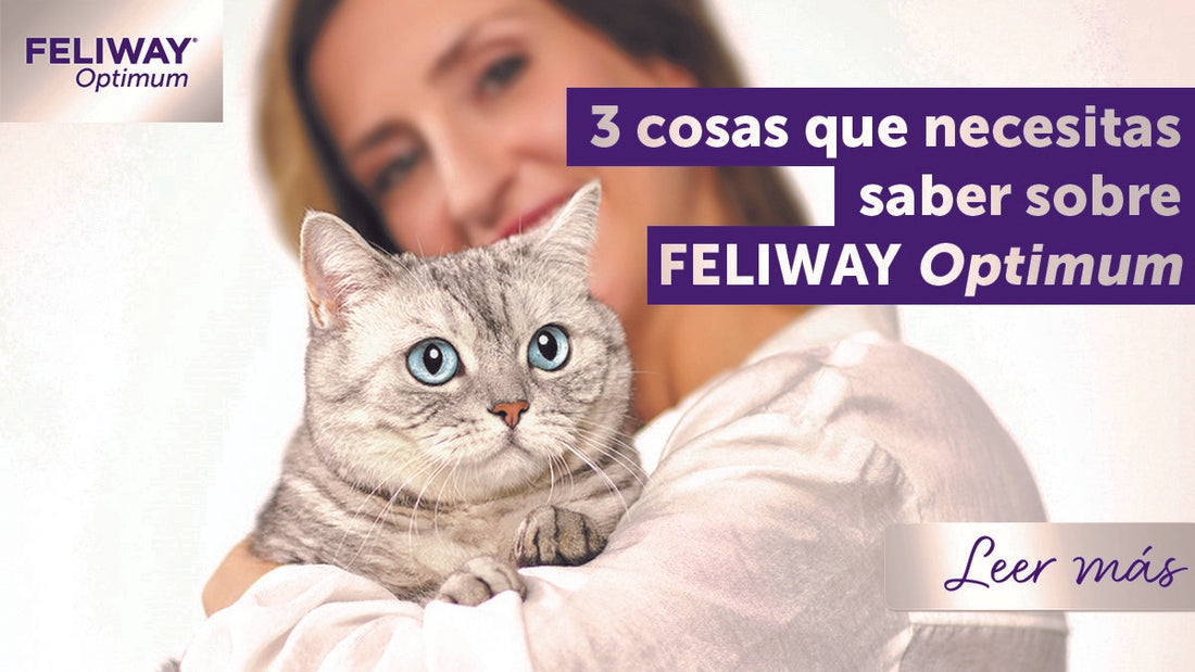 3 cosas que necesitas saber acerca de FELIWAY Optimum