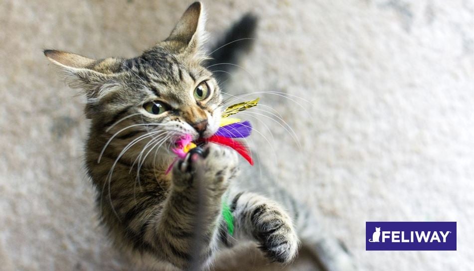 Qué necesita tu gato para ser feliz