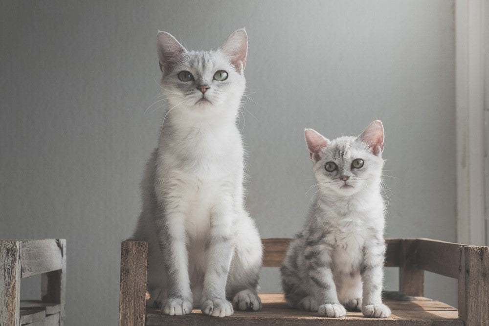 ¿Por qué se pelean los gatos? Consejos para que se lleven bien